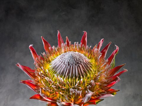 Protea Cynaroides 01
