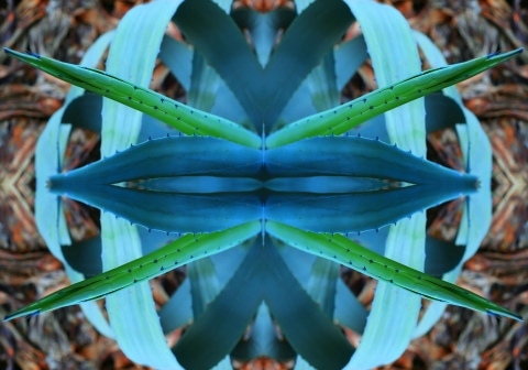 Agavenspiegelung