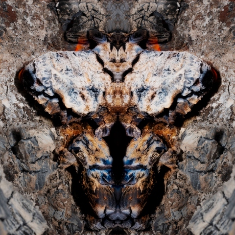 Aschewesen #6919 Variante