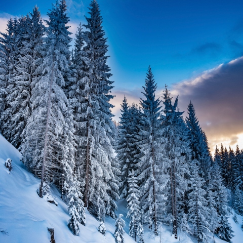 Foisching Wintertraum