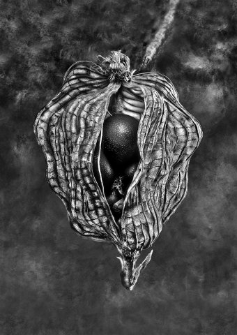 Negrepelisser Collections 06 04 B