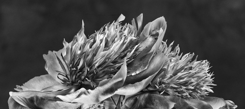 Pfingstrose japanisch