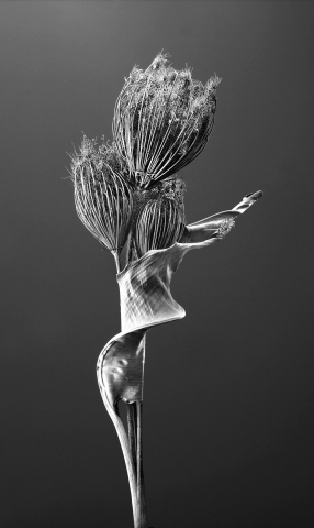 Trockenblumen01 275 F