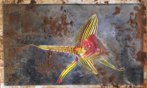 After Burial Paphiopedilum Rothschildianum 