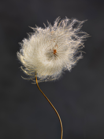 Clematis Revival 0104B