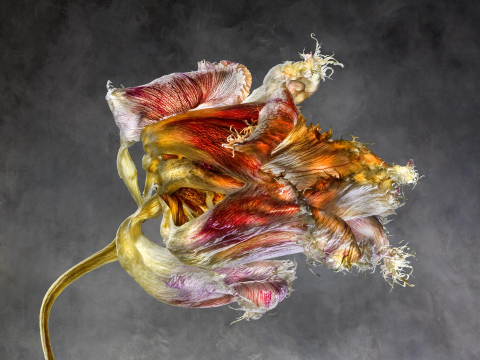 Iris Germanica L Iridaceae