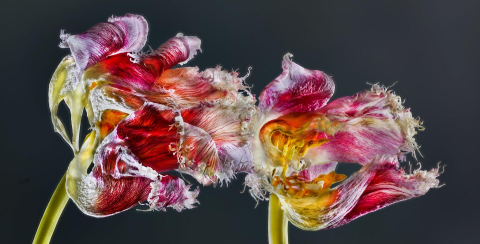 Papagaien Tulpen 01B