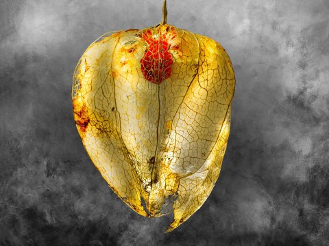 Negrepelisser Collections 0902B