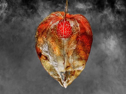 Negrepelisser Collections 0901B