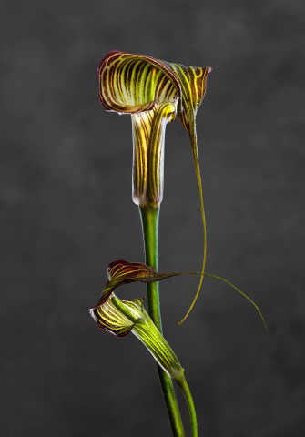 Arisaema Crubescent 01