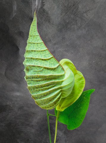 Aristolocha Grandiflora