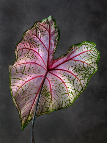 Caladium Fannie Munson 01 B