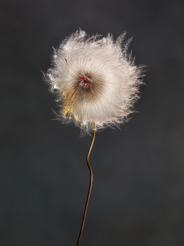 Clematis Revival 0102C