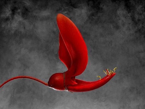 Erythrina Cristagalli