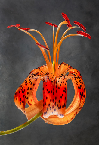Lilium lancifolium