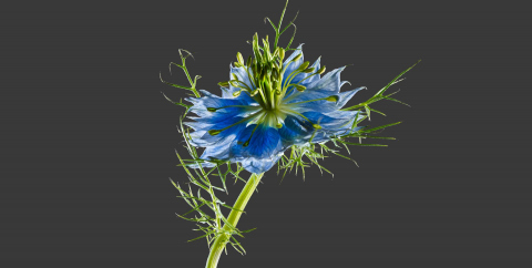 NIgella Damascena