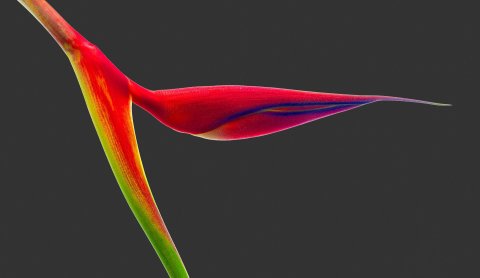 Heliconia Orthotricha