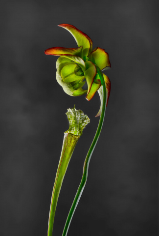 Sarracenia Leucophylla Raf. Sarraceniaceae USA 01