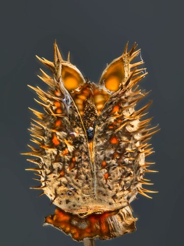 Negrepelisser Collections 0801 A