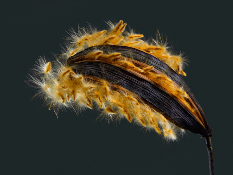 Oleander Samen 010683