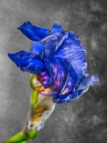 Iris Pallida Lam. Iridaceae U