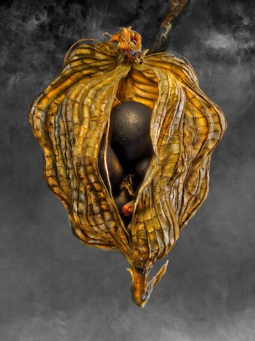 Negrepelisser Collections 06 04 B