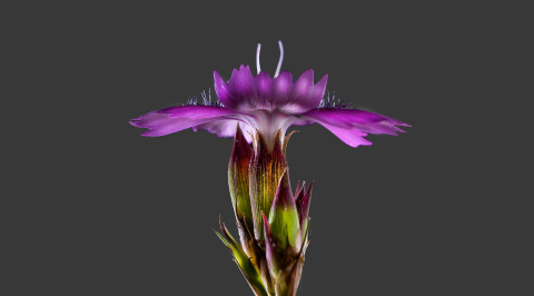 Dianthus carthusianorum