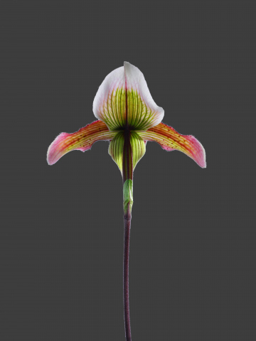 Paphiopedilum barbatum