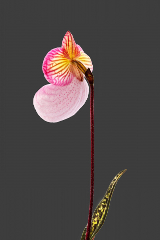 Paphiopedilum micranthum