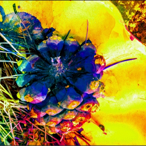 The Fir Cone - yellow