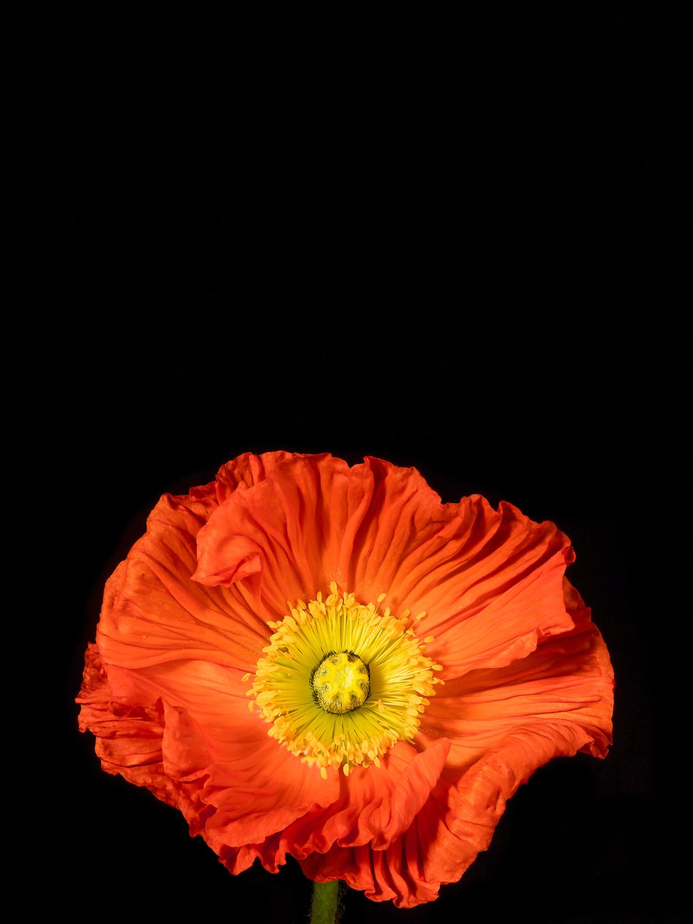 Samenbank XX | Bild No.: XX8 | Archiv 09784