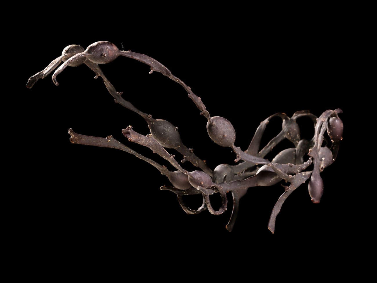 Samenbank 71 | Bild No.: 384 B