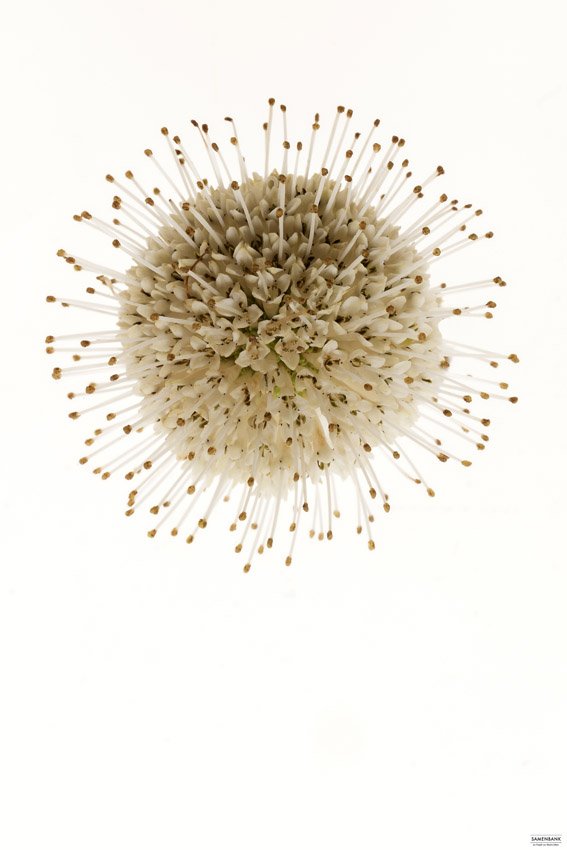 Samenbank XX | Bild No.: X13 | Archiv 06587