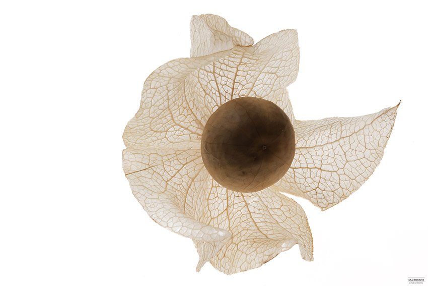 Samenbank 80 | Bild No.: 434 