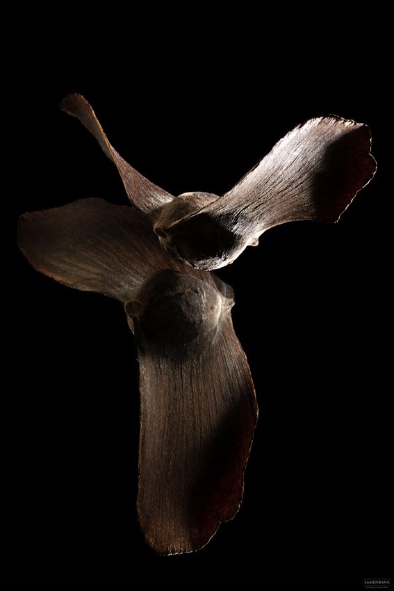 Samenbank XX | Bild No.: X11| Archiv 04273