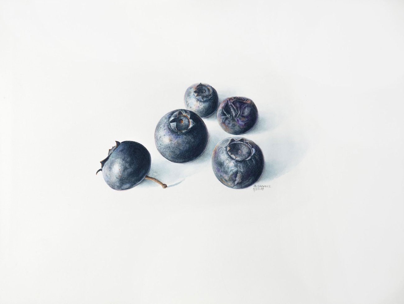 Vaccinum myrtilus | Heidelbeere