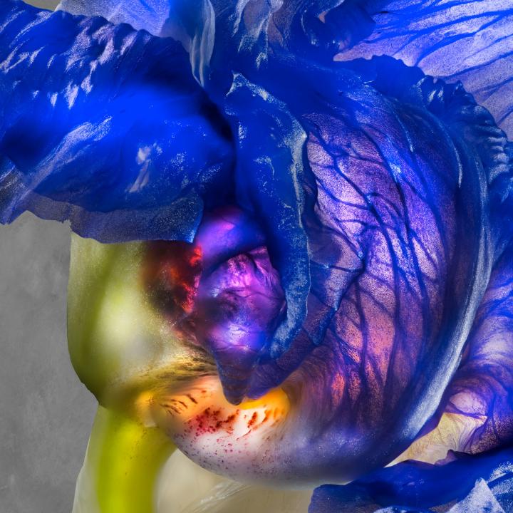 Iris Pallida Lam. Iridaceae U