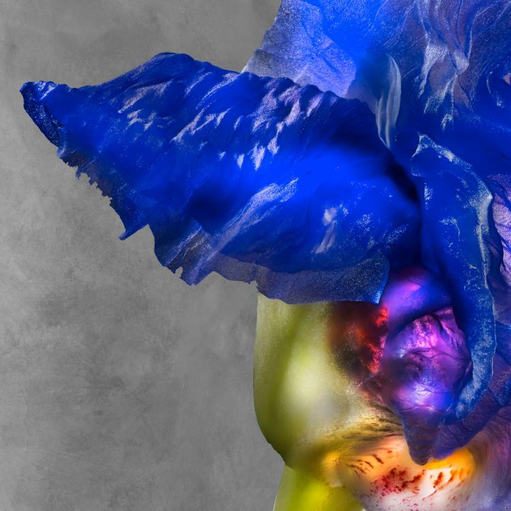 Iris Pallida Lam. Iridaceae U