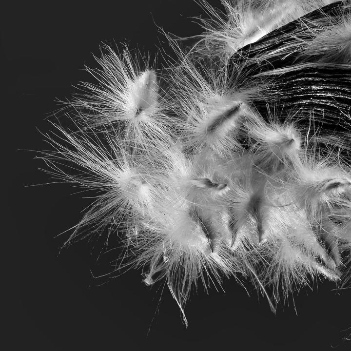 Oleander Samen 010683 SW