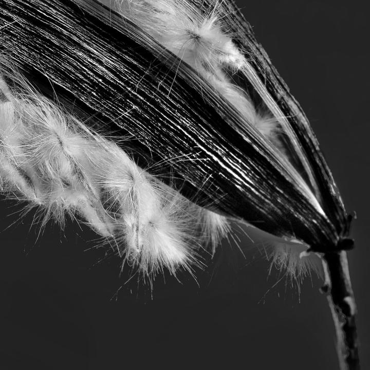 Oleander Samen 010683 SW