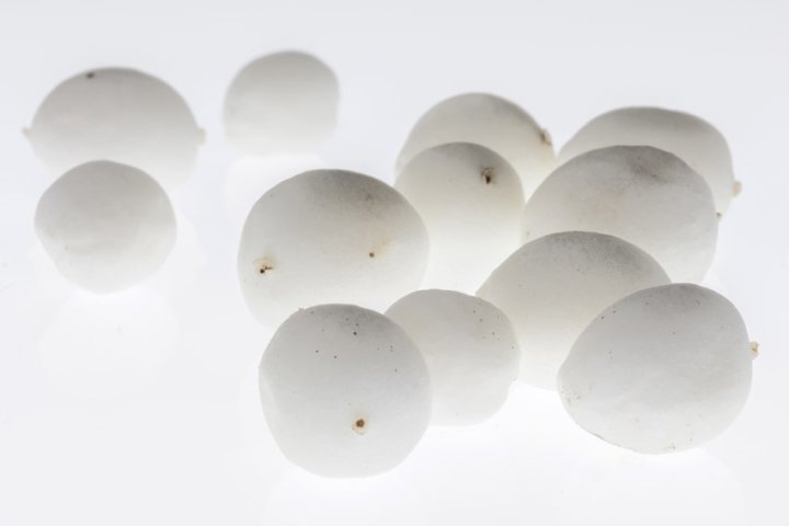 Samenbank 54 | Bild No.: 307