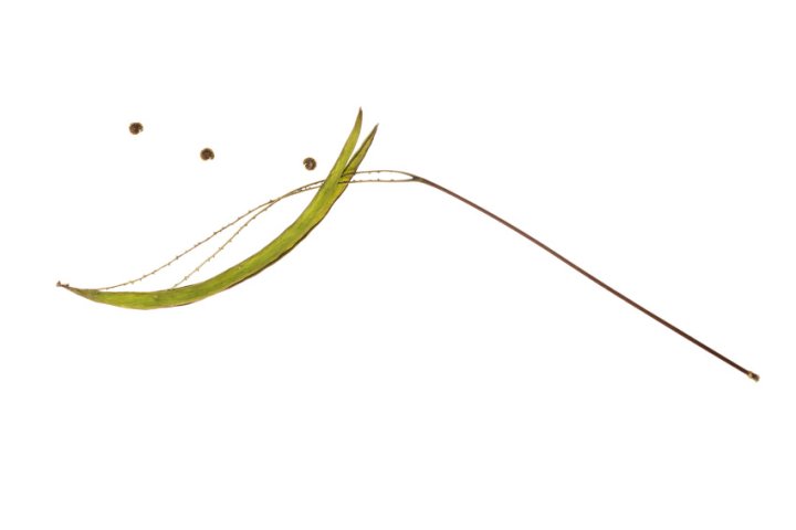 Samenbank 59 | Bild No.: 326