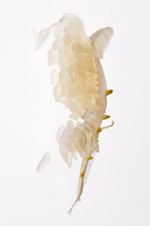 Samenbank 74 | Bild No.: 399