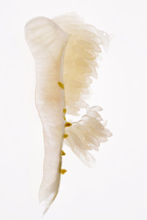 Samenbank 74 | Bild No.: 403