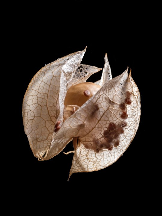 Samenbank 80 | Bild No.: 426