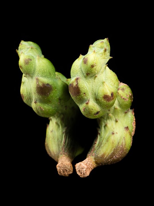 Samenbank XX | Bild No.: XX3 | Archiv 11786