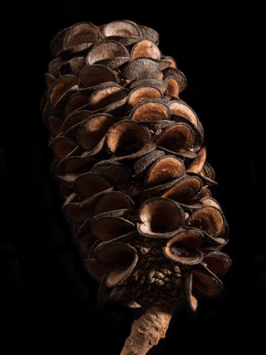 Samenbank XX | Bild No.: XX4 | Archiv 13217