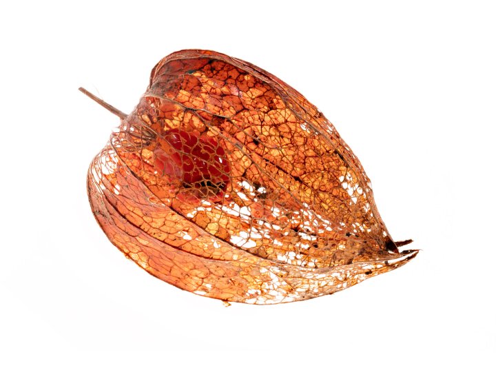 Samenbank XX | Bild No.: XX7 | Archiv 04517