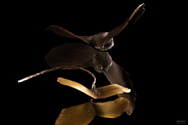 Samenbank XX | Bild No.: X12 | Archiv 4318