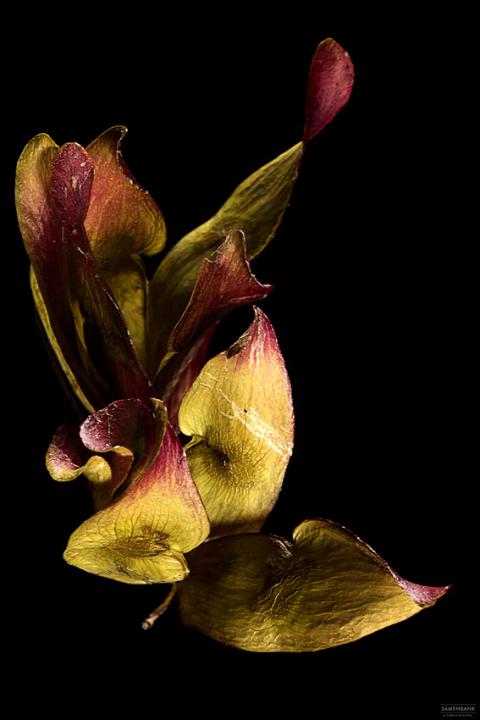 Samenbank XX | Bild No.: X17 | Archiv 07281